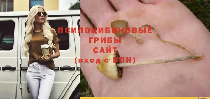 Галлюциногенные грибы Psilocybe  Дудинка 